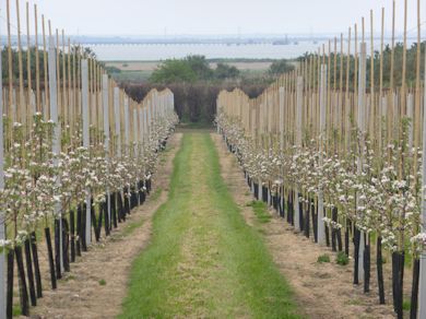 A view towards the River Medway from Mill Farm